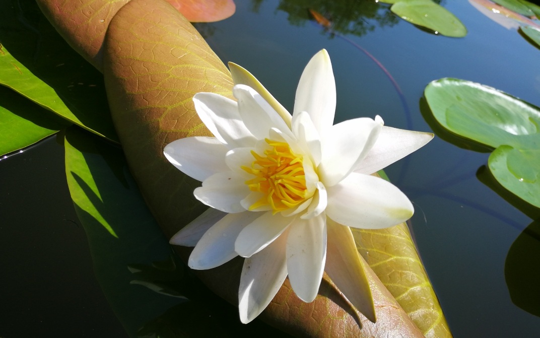 Training für den Beckenboden