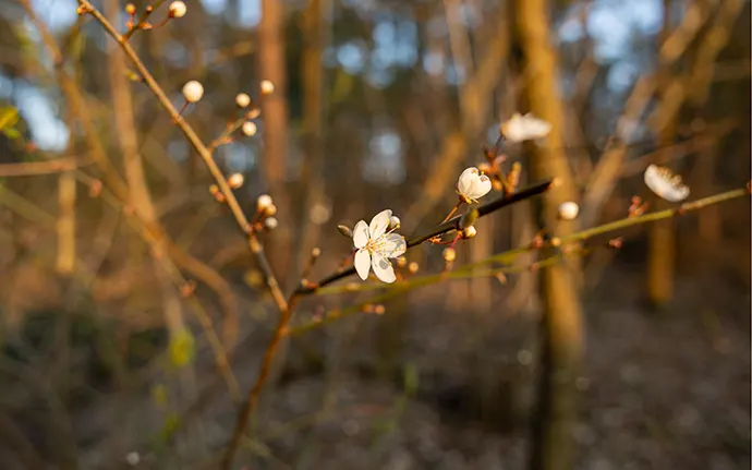 Frühjahrsputz in der Stadt Gifhorn